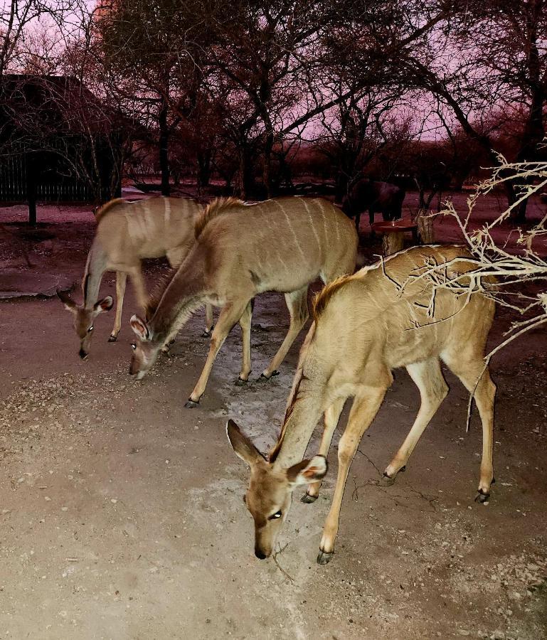 Kudus Crest Bush Retreat Apartment Marloth Park Exterior photo