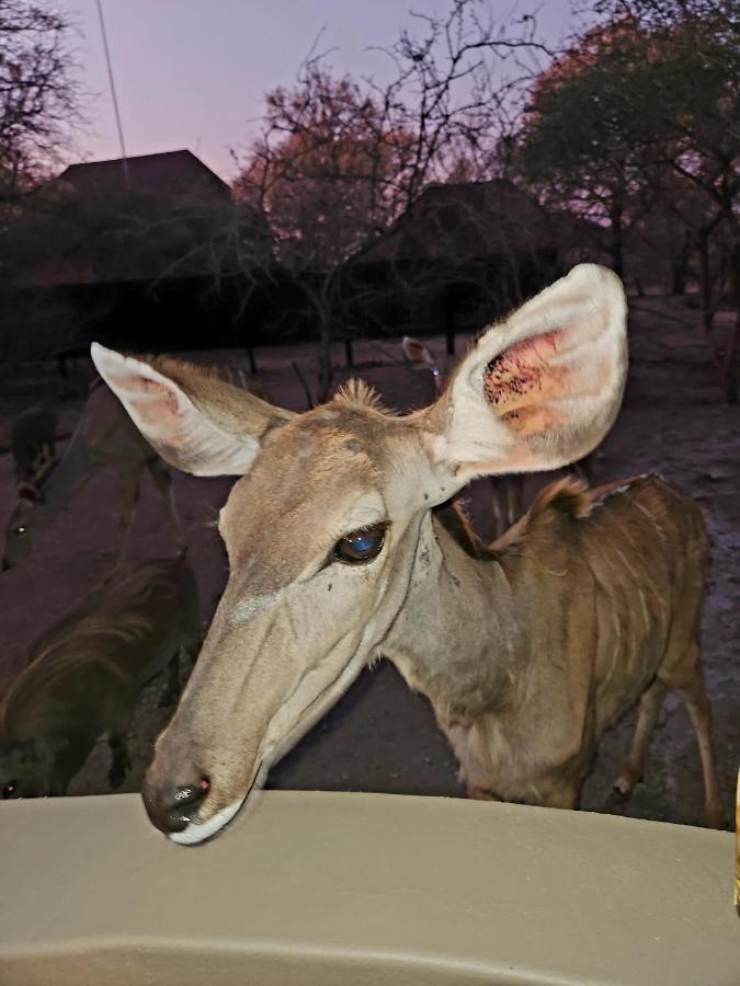 Kudus Crest Bush Retreat Apartment Marloth Park Exterior photo